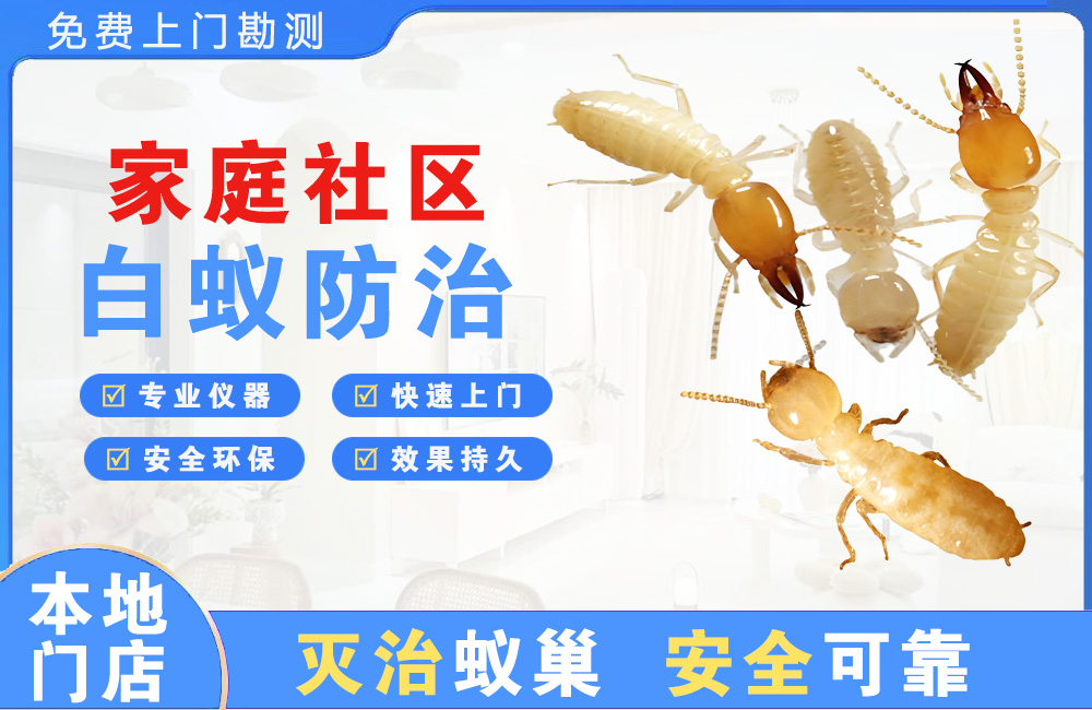 新昌家庭社区白蚁防治