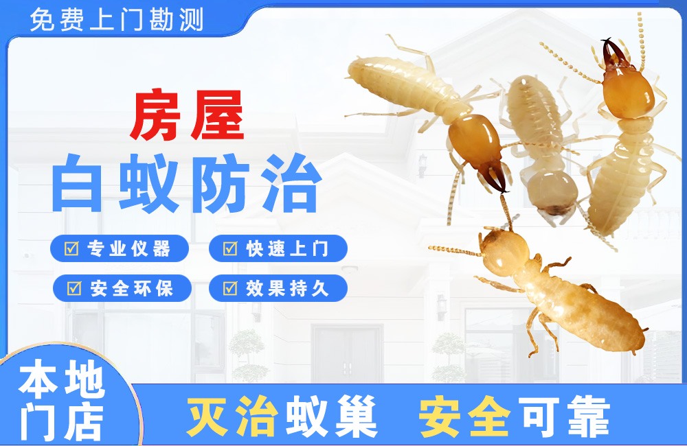 新昌房屋白蚁防治